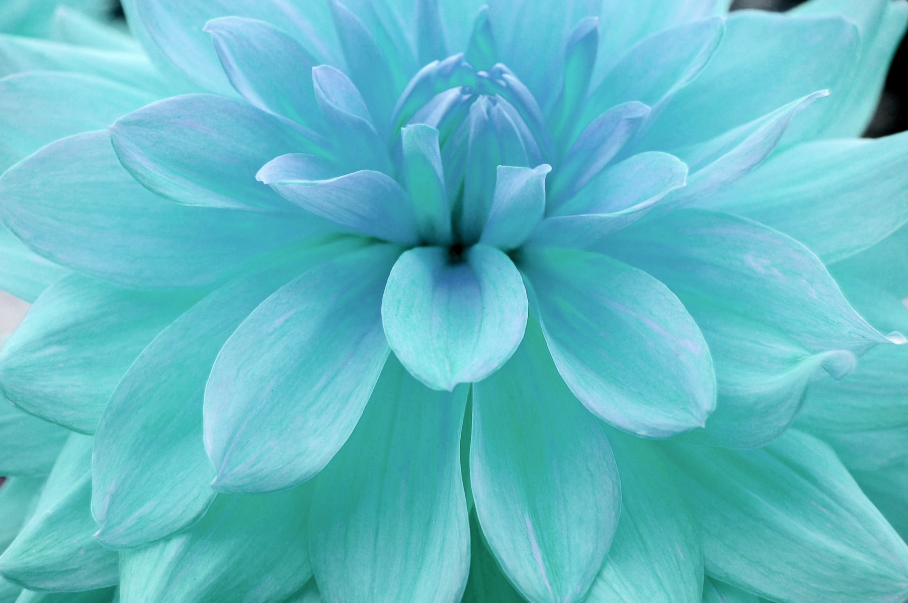 Blue Flower Background